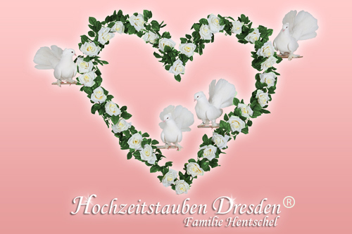Logo Hochzeitstauben Dresden®